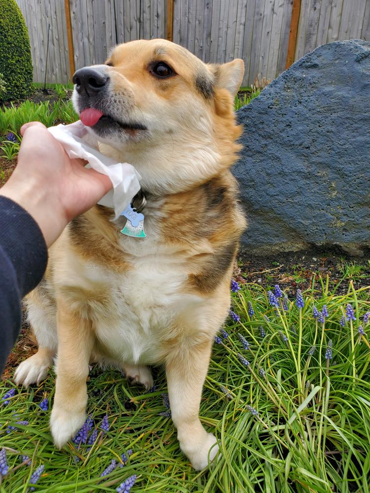 Tushy Wipes - Customer Photo From April +.