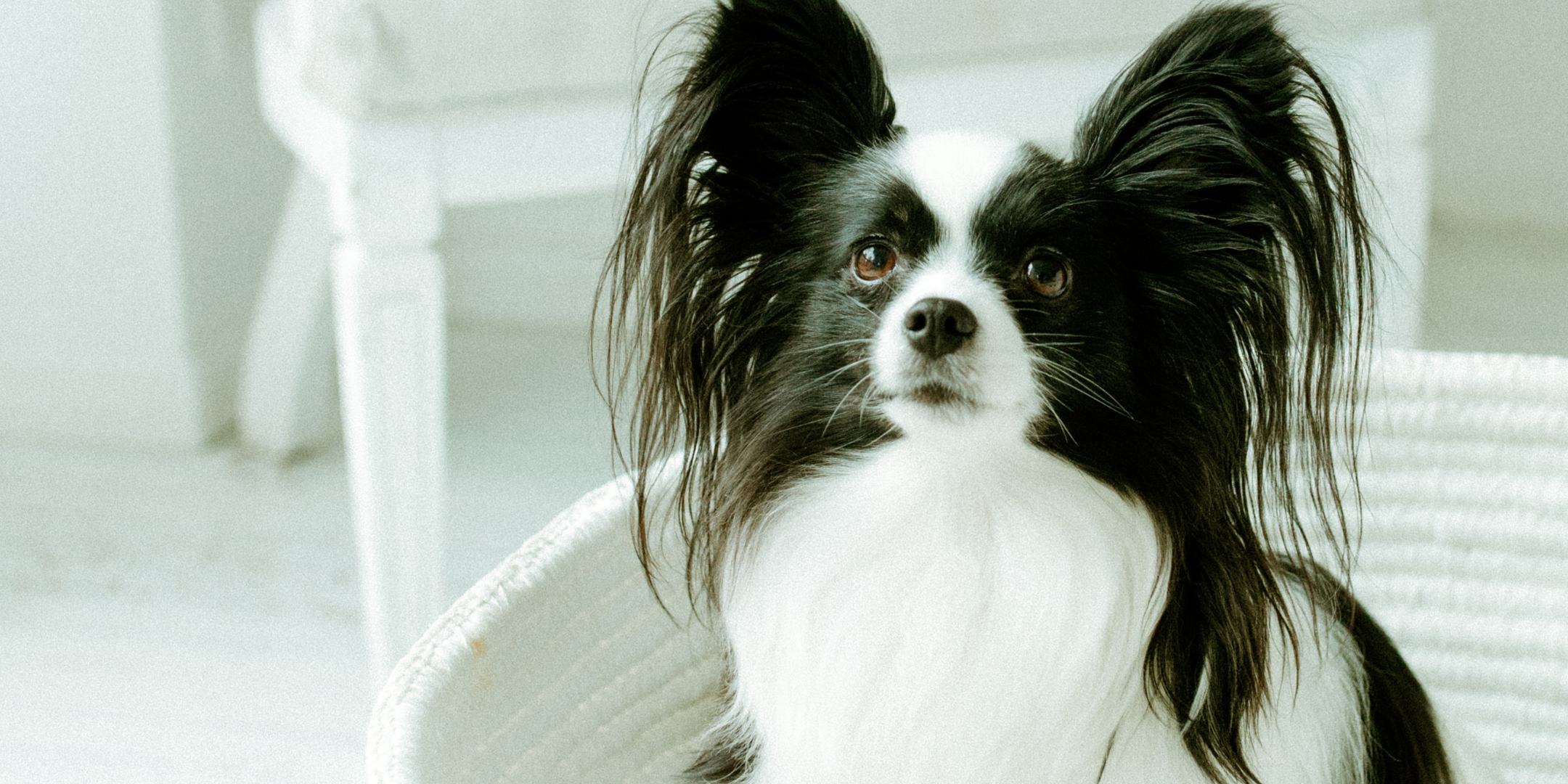 white and black dog in basket looking up