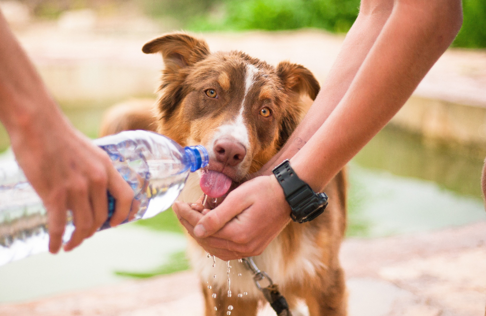 Pet Hydration 101 Keeping Your Dog or Cat Cool and Quenched in Summer