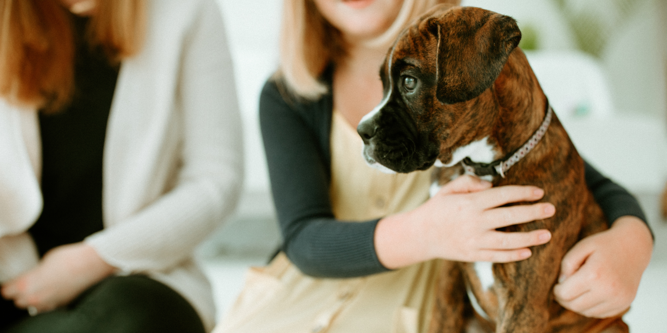 boxer puppy on owners lapboxer puppy on owners lap
