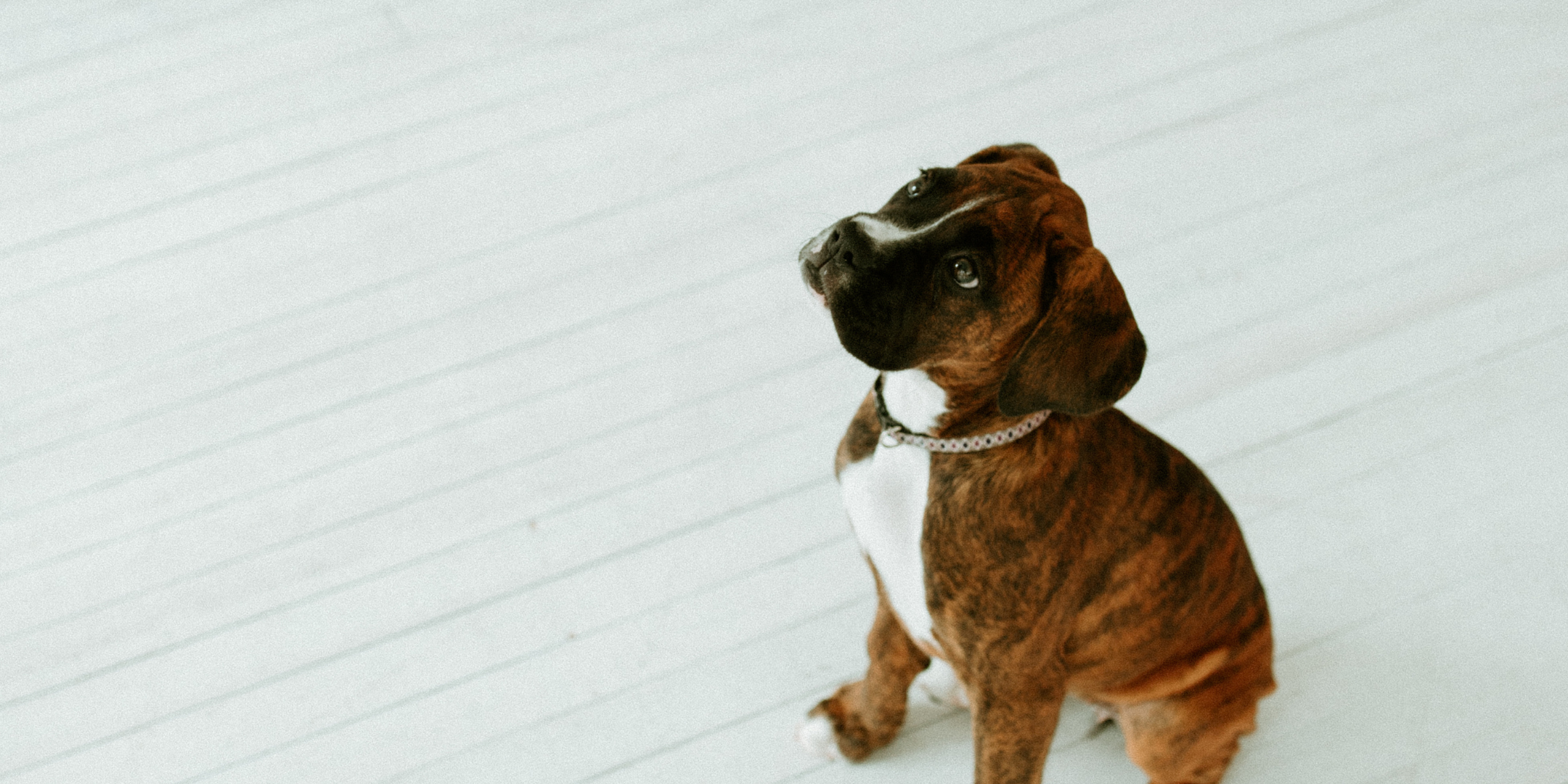boxer puppy sitting on floor looking up