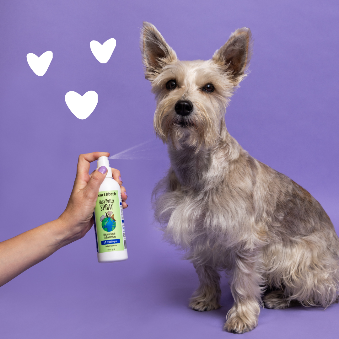 Dog using Shea Butter Spray with hearts