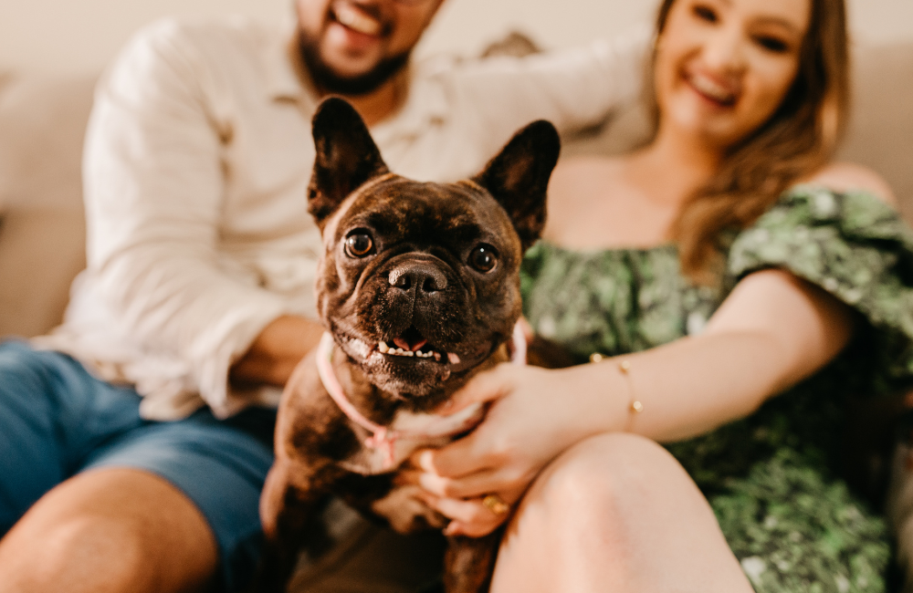The Best Grooming Routine for Newly Adopted Dogs