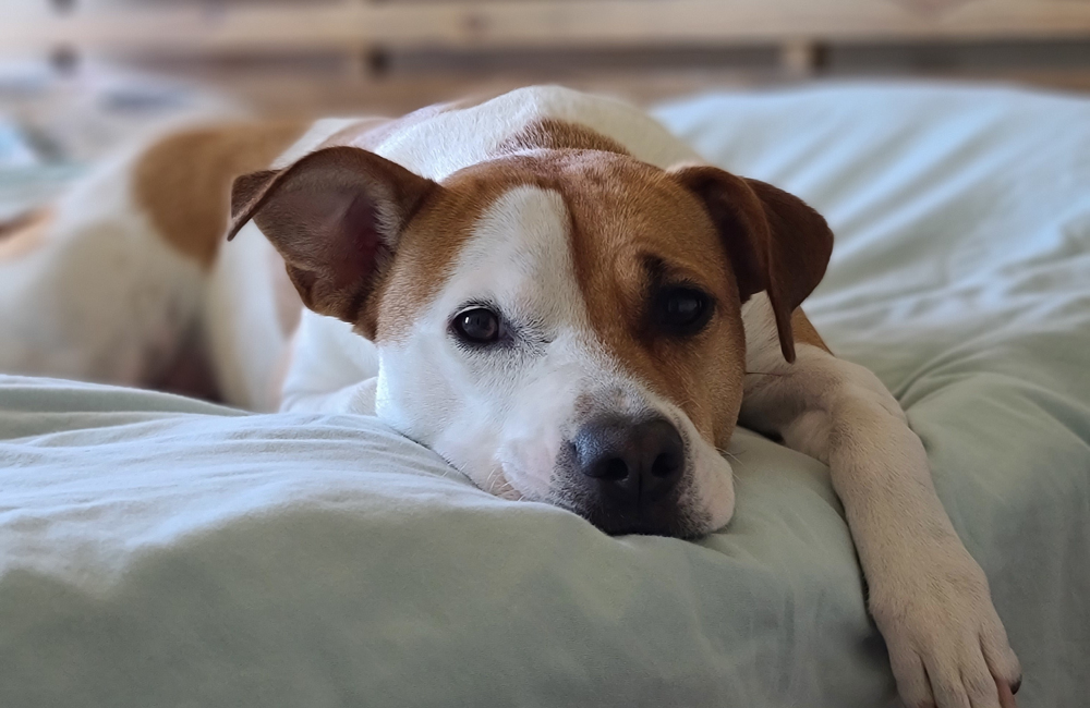 Why Your Pet’s Mood May Shift with the Seasons (And What You Can Do)