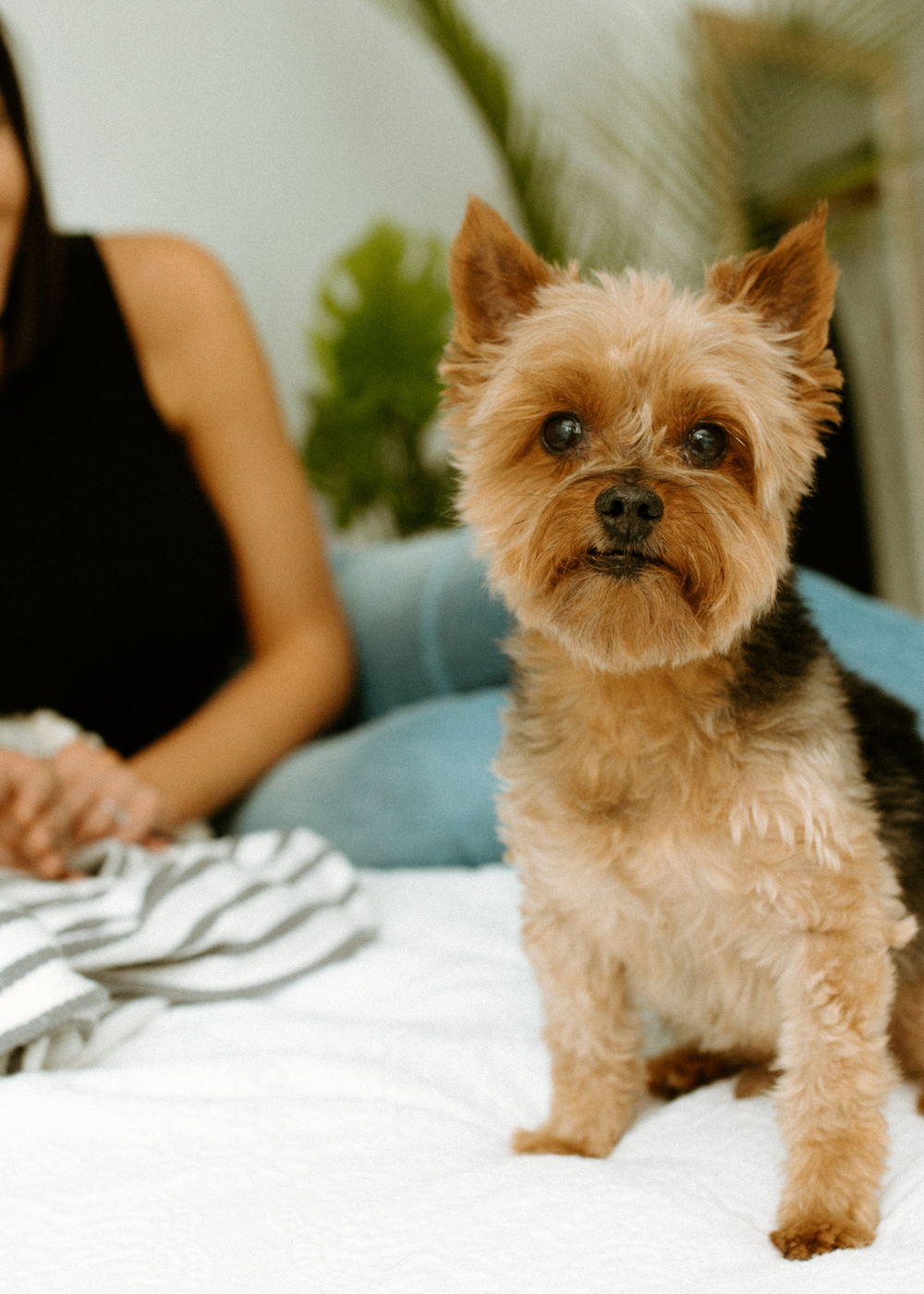 yorkie on bed lifestyle